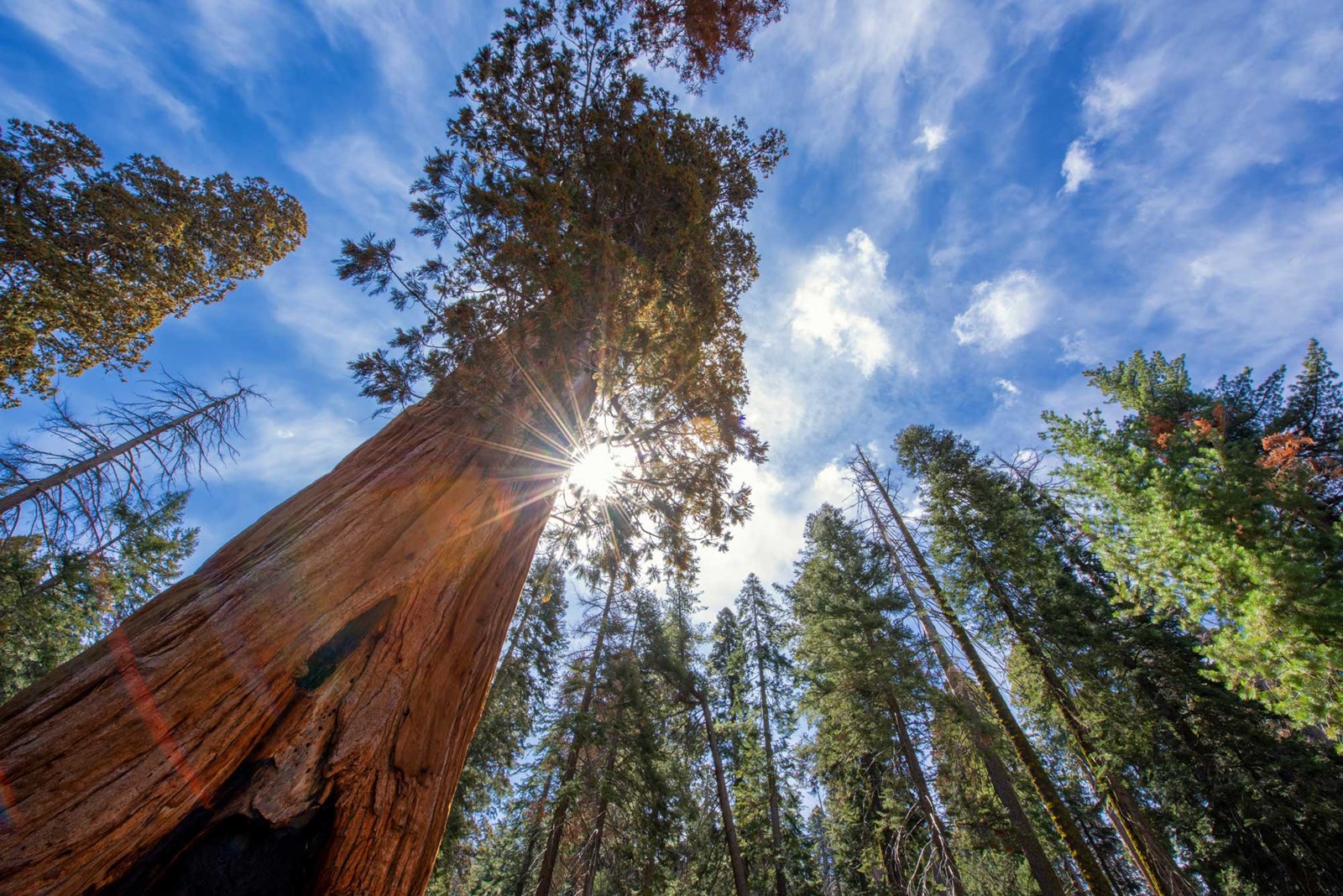 Looking up with a wide angle lens at a giant Sequoia tree with the sun bursting through on a partly cloudy day.