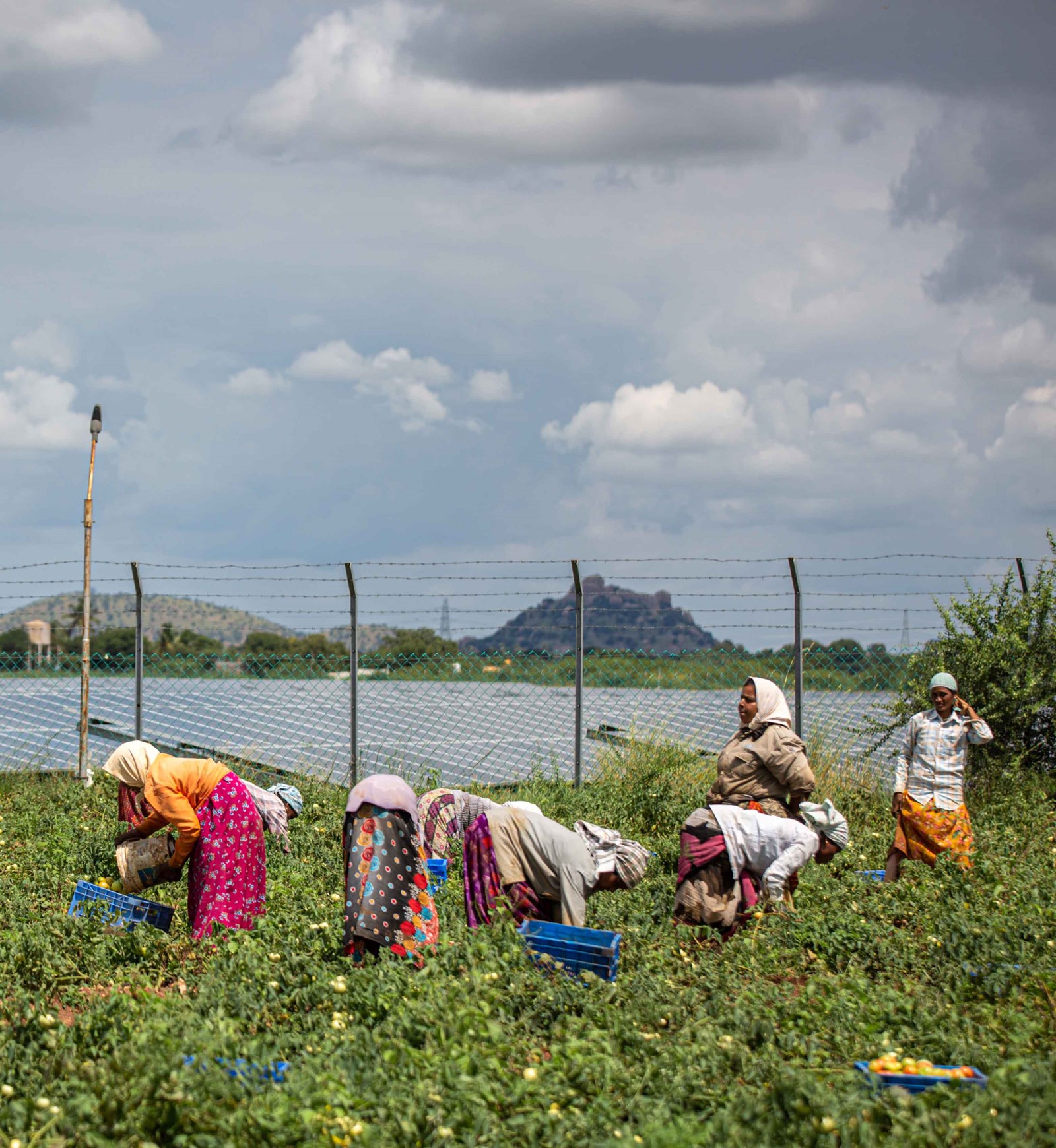 Women pick tomatoes near photovoltaic cell solar panels in the Pavagada Solar Park. In villages around the solar park where nearly 13,000 acres of land has been acquired on lease for 28 years to produce 2050MW of electricity, economic inequity is becoming apparent — while farmers with large land holdings have benefitted, poor farmers with no land have further been pushed to the margins with rising unemployment, lack of basic infrastructure, and a loss of their cultural identity. 
