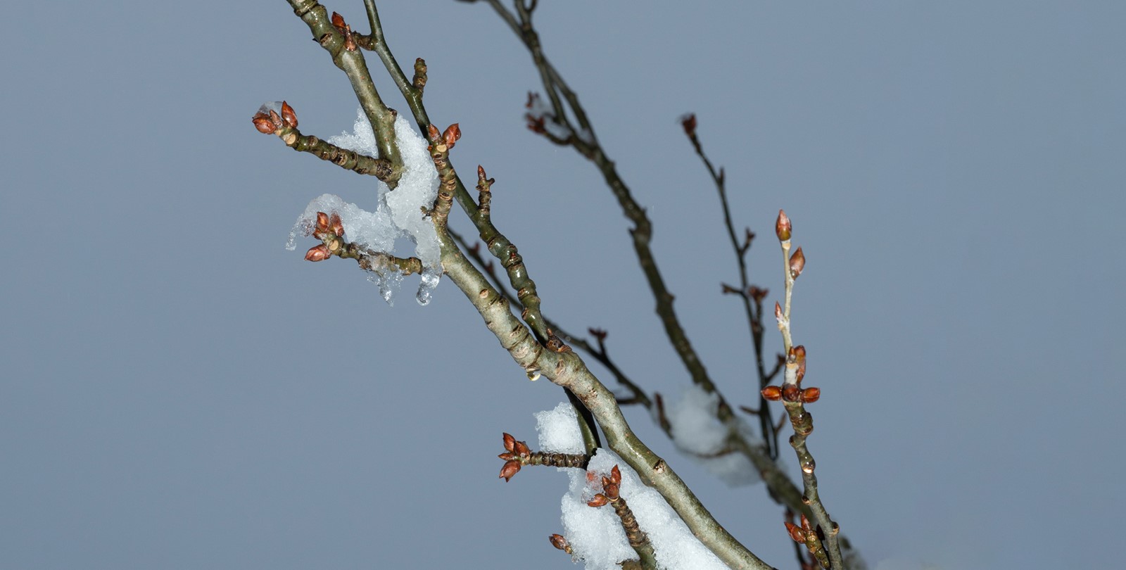 Small clumps of snow caught between buds on tree branch against a deep grey blue sky